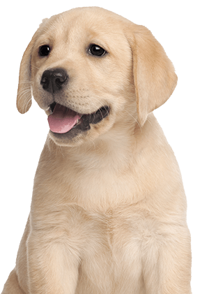 chaossearch-best-of-breed-observability-puppy